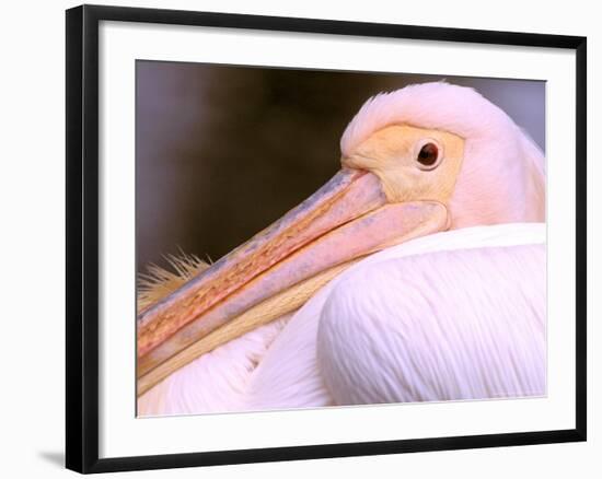 Pink-Backed Pelican, Delta Dunarii, Romania-Gavriel Jecan-Framed Photographic Print