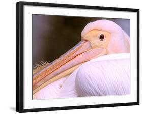 Pink-Backed Pelican, Delta Dunarii, Romania-Gavriel Jecan-Framed Photographic Print