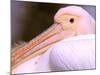 Pink-Backed Pelican, Delta Dunarii, Romania-Gavriel Jecan-Mounted Photographic Print