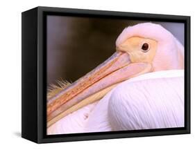 Pink-Backed Pelican, Delta Dunarii, Romania-Gavriel Jecan-Framed Stretched Canvas