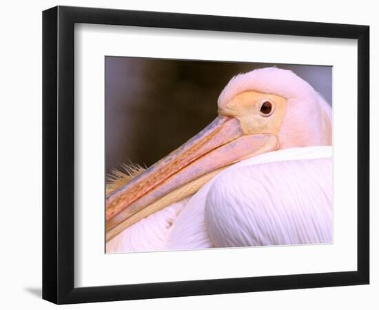 Pink-Backed Pelican, Delta Dunarii, Romania-Gavriel Jecan-Framed Photographic Print