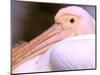 Pink-Backed Pelican, Delta Dunarii, Romania-Gavriel Jecan-Mounted Photographic Print