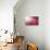 Pink Beads-Philippe Sainte-Laudy-Stretched Canvas displayed on a wall