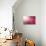 Pink Beads-Philippe Sainte-Laudy-Photographic Print displayed on a wall