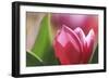 Pink Beauty-Incredi-Framed Giclee Print