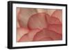 Pink Begonia Petals I-Rita Crane-Framed Photographic Print