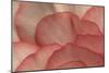 Pink Begonia Petals I-Rita Crane-Mounted Photographic Print