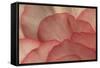 Pink Begonia Petals I-Rita Crane-Framed Stretched Canvas