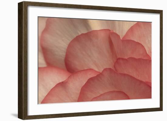 Pink Begonia Petals I-Rita Crane-Framed Photographic Print