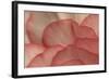 Pink Begonia Petals I-Rita Crane-Framed Photographic Print