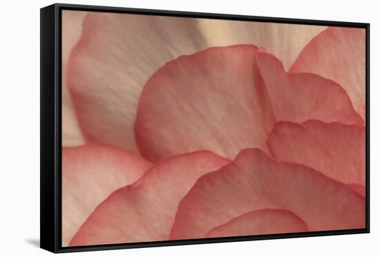 Pink Begonia Petals I-Rita Crane-Framed Stretched Canvas