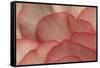 Pink Begonia Petals I-Rita Crane-Framed Stretched Canvas