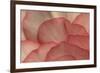 Pink Begonia Petals I-Rita Crane-Framed Photographic Print