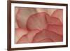 Pink Begonia Petals I-Rita Crane-Framed Photographic Print