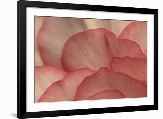 Pink Begonia Petals I-Rita Crane-Framed Photographic Print