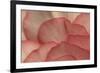 Pink Begonia Petals I-Rita Crane-Framed Photographic Print