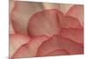 Pink Begonia Petals I-Rita Crane-Mounted Photographic Print