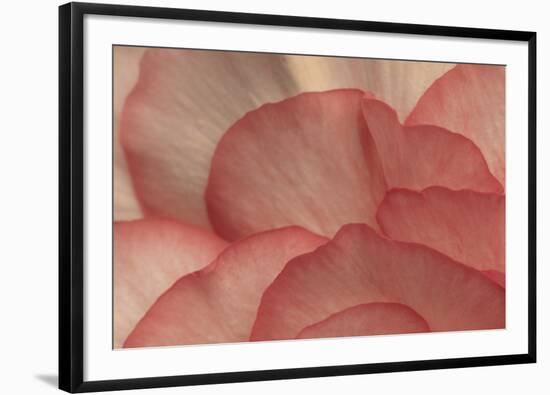 Pink Begonia Petals I-Rita Crane-Framed Photographic Print