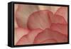 Pink Begonia Petals I-Rita Crane-Framed Stretched Canvas