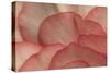 Pink Begonia Petals I-Rita Crane-Stretched Canvas