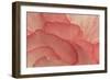 Pink Begonia Petals II-Rita Crane-Framed Photographic Print