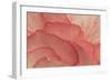 Pink Begonia Petals II-Rita Crane-Framed Photographic Print