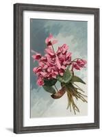 Pink Begonias-null-Framed Art Print
