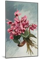 Pink Begonias-null-Mounted Art Print