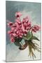 Pink Begonias-null-Mounted Art Print
