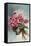 Pink Begonias-null-Framed Stretched Canvas