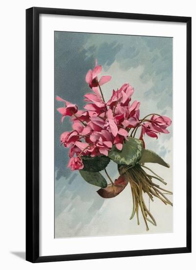 Pink Begonias-null-Framed Art Print