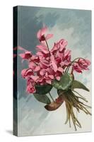 Pink Begonias-null-Stretched Canvas