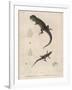 Pink-Bellied Leaf Lizard and Another Smaller Lizard Type Labelled as Trachycyclus Marmoratus-null-Framed Art Print