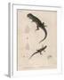 Pink-Bellied Leaf Lizard and Another Smaller Lizard Type Labelled as Trachycyclus Marmoratus-null-Framed Art Print