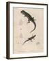 Pink-Bellied Leaf Lizard and Another Smaller Lizard Type Labelled as Trachycyclus Marmoratus-null-Framed Art Print