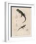 Pink-Bellied Leaf Lizard and Another Smaller Lizard Type Labelled as Trachycyclus Marmoratus-null-Framed Art Print