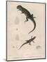 Pink-Bellied Leaf Lizard and Another Smaller Lizard Type Labelled as Trachycyclus Marmoratus-null-Mounted Art Print