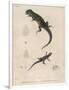 Pink-Bellied Leaf Lizard and Another Smaller Lizard Type Labelled as Trachycyclus Marmoratus-null-Framed Art Print