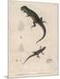 Pink-Bellied Leaf Lizard and Another Smaller Lizard Type Labelled as Trachycyclus Marmoratus-null-Mounted Art Print