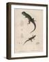 Pink-Bellied Leaf Lizard and Another Smaller Lizard Type Labelled as Trachycyclus Marmoratus-null-Framed Art Print