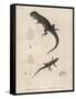 Pink-Bellied Leaf Lizard and Another Smaller Lizard Type Labelled as Trachycyclus Marmoratus-null-Framed Stretched Canvas