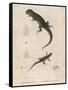 Pink-Bellied Leaf Lizard and Another Smaller Lizard Type Labelled as Trachycyclus Marmoratus-null-Framed Stretched Canvas