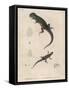 Pink-Bellied Leaf Lizard and Another Smaller Lizard Type Labelled as Trachycyclus Marmoratus-null-Framed Stretched Canvas