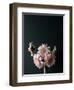 Pink Black-Design Fabrikken-Framed Premium Photographic Print