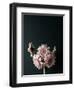 Pink Black-Design Fabrikken-Framed Premium Photographic Print