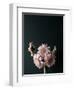 Pink Black-Design Fabrikken-Framed Premium Photographic Print