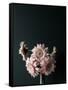 Pink Black-Design Fabrikken-Framed Stretched Canvas