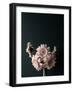 Pink Black-Design Fabrikken-Framed Photographic Print