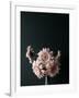 Pink Black-Design Fabrikken-Framed Photographic Print