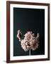 Pink Black-Design Fabrikken-Framed Photographic Print